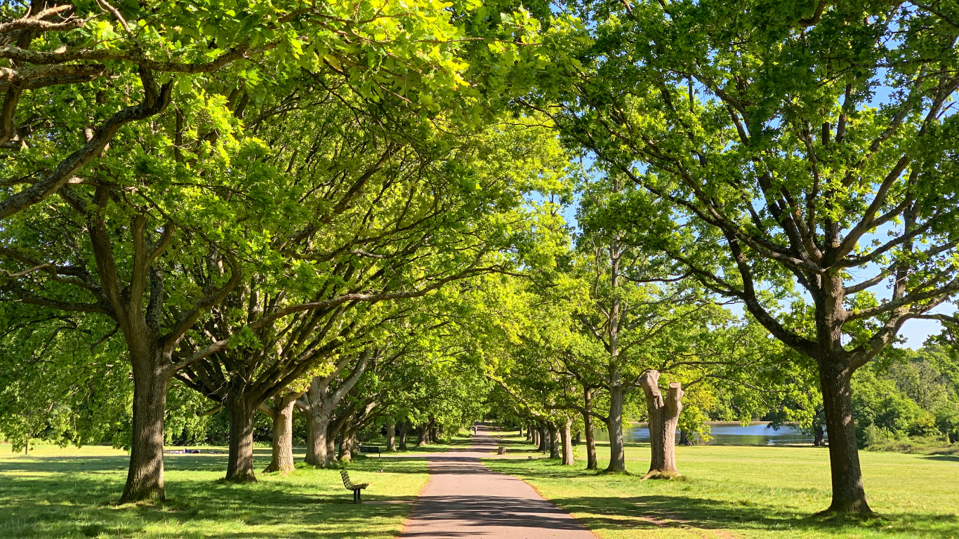 southampton common park, vitae recruitment healthcare professionals.png