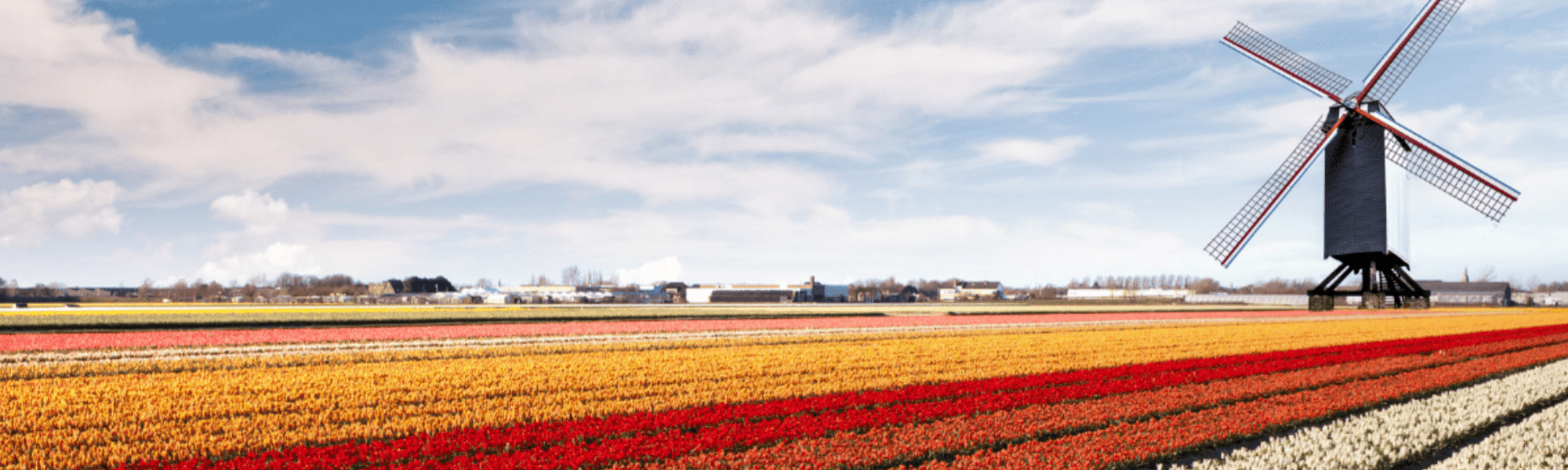 Champs de tulipes emblématiques des Pays-Bas.